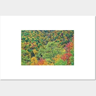 Autumn Forest Steestachee Bald Overlook Blue Ridge Parkway Posters and Art